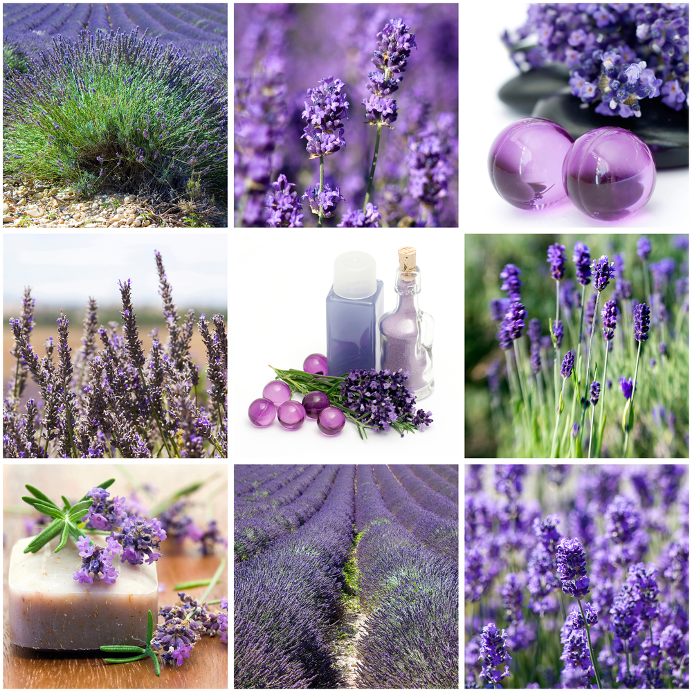 lavender_benefits